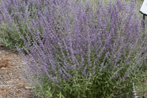 Perovskia 'Prime Time' New 2026